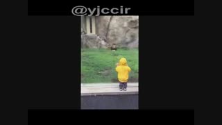 حمله شیر