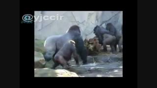 جنگ ودعوا