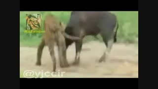 شکار بوفالو توسط ببر 2