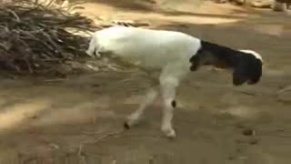 گوسفند دو پا-----خیلی جالب-----