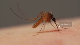 فرایند دردناک نیش خوردن و مکیده شدن خون بدن توسط پشه