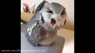 عصبانیت جغد.... فوق العاده بامزه