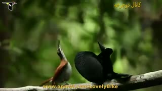 رقص مرغ بهشت - از زیباترین پرنده های دنیا