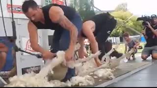 مسابقه اصلاح پشم گوسفندان