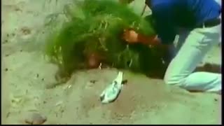شکارعقاب باحیله بسیارزیبا