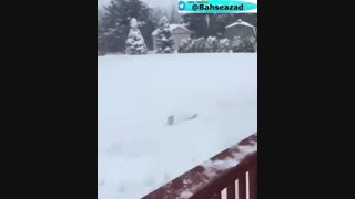 شنادربرف