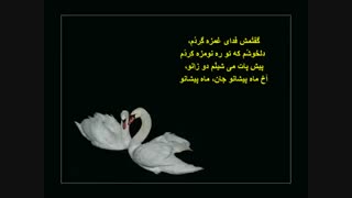 ماه پیشانو.دریا دادور
