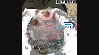 نبینی نصف مرت فناست دی خرید