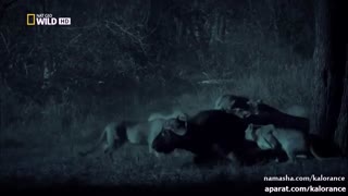 حمله ی شبانه ی وحشتناک  گله ی شیر ها به بوفالو HD