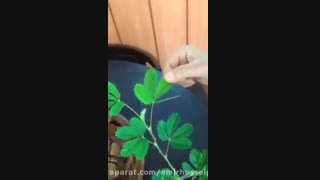 >>>>>>>>گل قهر و آشتی>>>>>>