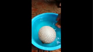 ماهی از نوع بادکنکی