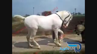 نبینی نصف مرت فناست دی خرید