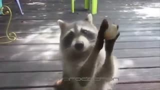 این راکون وقتی غذایی برای دزدین و خوردن نداره..!!؟