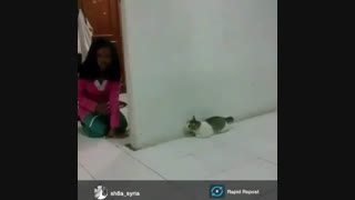 ترساندن گربه