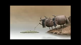 چرخه کله پوکی بوفالو