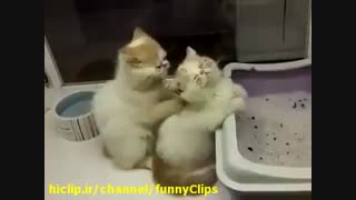 گربه های ناز و ملوس