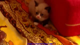 ترسیدن گربه