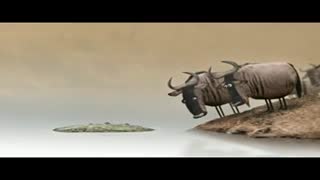دلیل علمی کم شدن بوفال ها