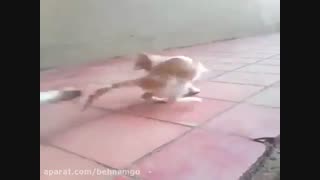بستن موش به دم گربه