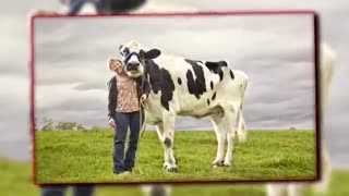 20 حیوان بزرگ دنیا