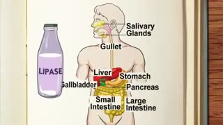 سیستم گوارش چطور کار می کنه؟