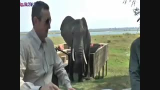 فیل مردم  آزار