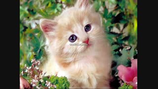 خیلی نازه نه......توضیحات رو بخونید =عمل کردن