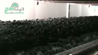 اسکراش و تسطیح بستر در پرورش قارچ دکمه ای