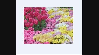 این گلا تقدیم به همه اونایی که تو نظرسنجی ها شرکت کردن.......