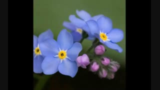 کی میاد بازی کنیم؟