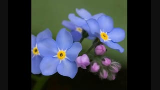 مسابقه شروع شد