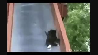 سرسره بازی کردن گربه خنده دار