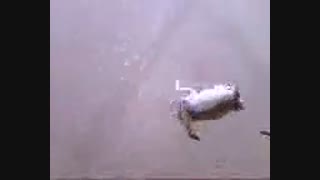 گربه بدشانس