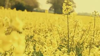 تلاوت واقعا  دل نشین  سوره ی الرحمن