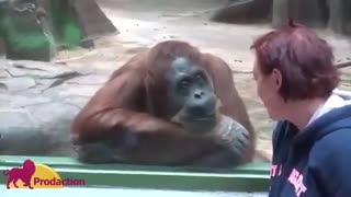 باغ وحش و حیوانات خنده دار تدوین میمون خنده دار