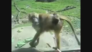 اینم یه میمون بی ادب