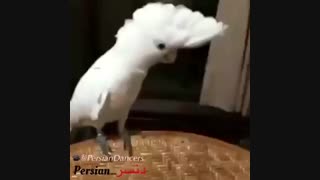 کسی اهنگی که این طوطیه داره باهاش میرقصه رو داره ؟؟؟؟؟؟؟؟؟؟؟؟؟؟؟؟