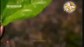 سریال پرواز