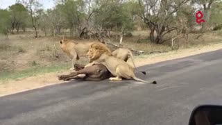 حمله ی شیر به بوفالو و خوردنش در جلوی چشم توریستان