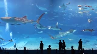 به این میگن آکواریوم