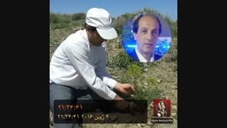 شعر تات