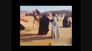 لگد خوردن خانم بازیگر از شتر