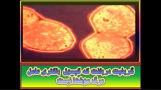 اموزش زیست شناسی جانوری-DNA&RNA