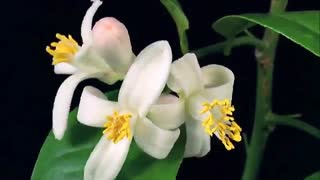 تصاویر دل انگیز از شکفتن گل ها(رز، اطلسی و...)HD