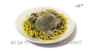 تایم لپس خراب شدن اسپاگتی