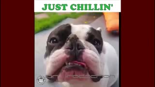 صحنه هایی خنده دار از سگ و گربه ...