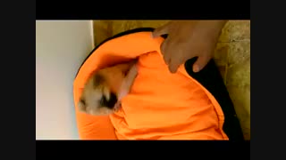 فروش توله شیتزو