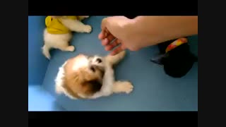 فروش توله های آپارتمانی