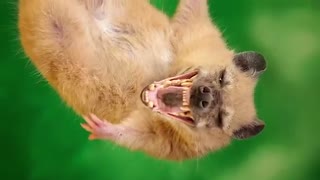 تصاویری عجیب از حیوانات !