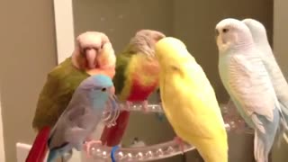 پرندگان زیبا ...!!!